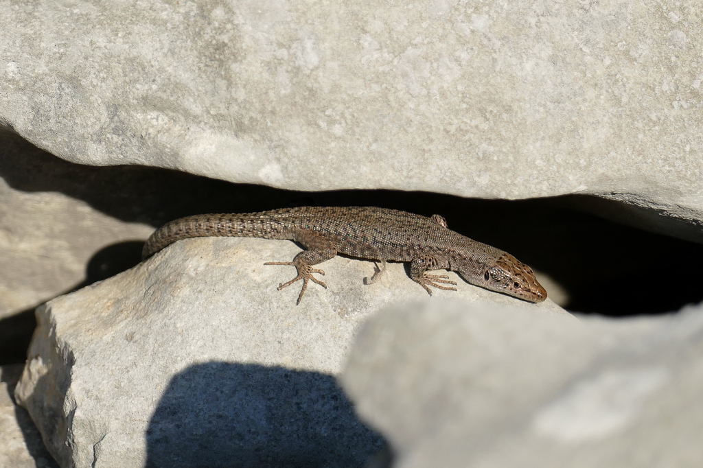 Prokletije Rock Lizard