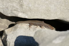 Prokletije Rock Lizard photo 1