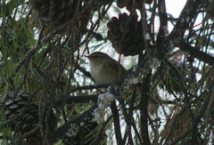 Phylloscopus collybita