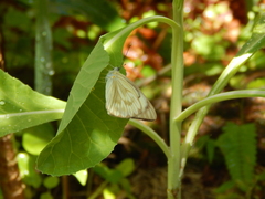 Ascia monuste orseis