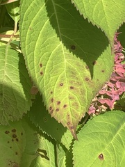 Cercospora