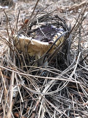 Russula capensis