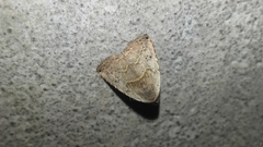 Rivula cognata