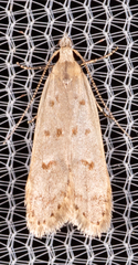 Dichomeris punctidiscellus