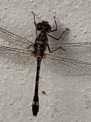 Micrathyria catenata