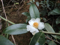 Camellia brevistyla