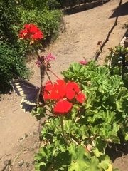 Battus polydamas psittacus