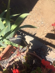 Battus polydamas psittacus