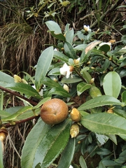 Camellia brevistyla
