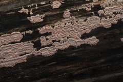 Corticium roseum