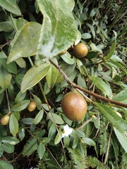 Camellia brevistyla
