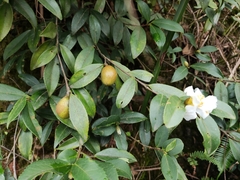Camellia brevistyla