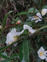 Camellia brevistyla
