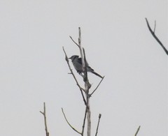 Cyanocitta cristata image