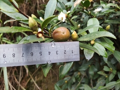 Camellia brevistyla