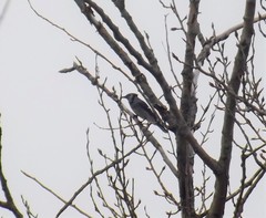 Cyanocitta cristata image