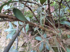Camellia brevistyla