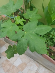 Abelmoschus esculentus