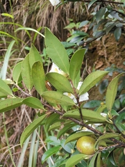 Camellia brevistyla
