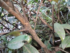 Camellia brevistyla