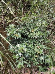 Camellia brevistyla