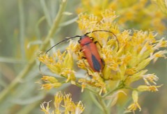 Crossidius coralinus