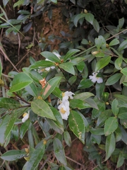 Camellia brevistyla