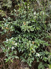 Camellia brevistyla