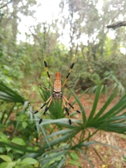 Trichonephila clavipes