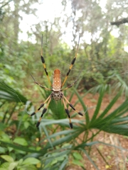 Trichonephila clavipes