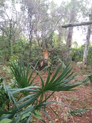 Trichonephila clavipes