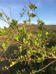 Flacourtia indica