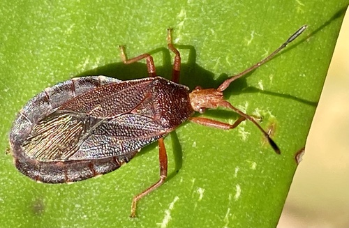 Plunentis porosus