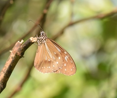 Parantica nilgiriensis