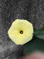 Ipomoea ochracea