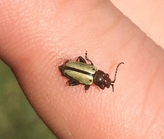 Disonychodes exclamationis