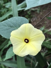 Ipomoea ochracea