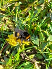 Bombus terrestris