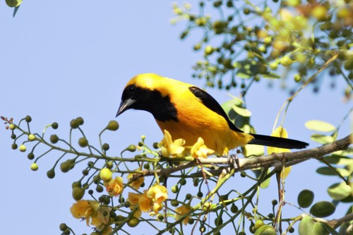 Yellow-backed Oriole (Icterus chrysater), photo 5