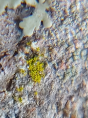 Candelariella xanthostigmoides