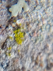 Candelariella xanthostigmoides