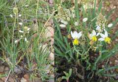 Bulbine triebneri