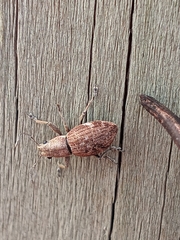 Pantomorus cervinus