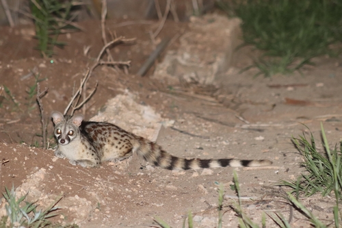 Northern Small-spotted Genet