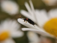 Polemius denticornis