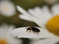 Polemius denticornis