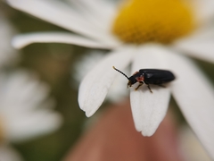 Polemius denticornis