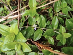 Exallage chrysotricha