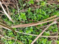 Exallage chrysotricha