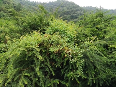 Taxus wallichiana